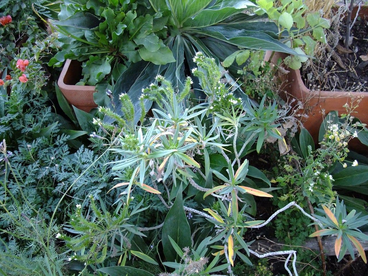 Echium di Sventen 5