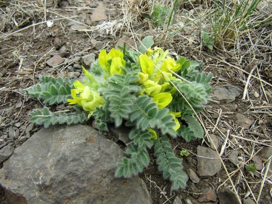 Astragalo 2