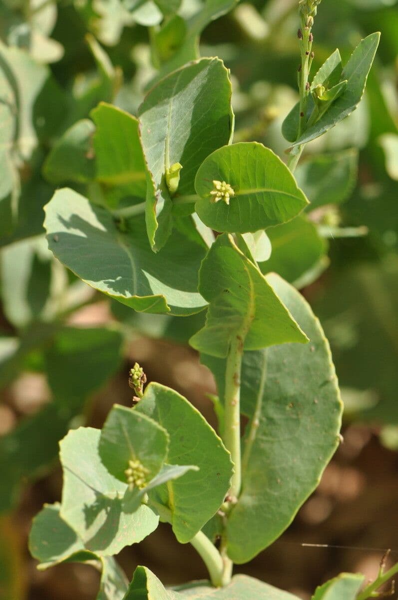 Schouwia 19
