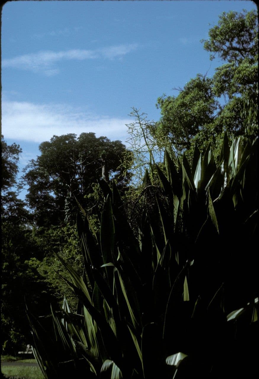 Hanguana 3