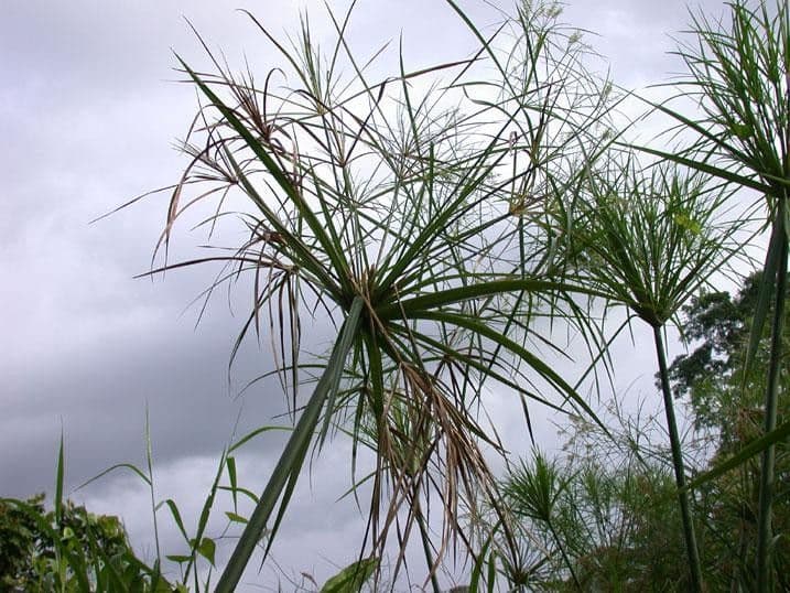 Zigolo gigante 18
