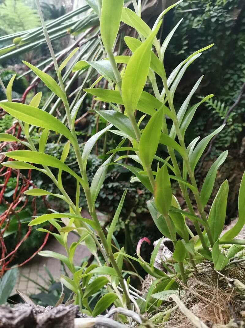 Dimerandra emarginata 10