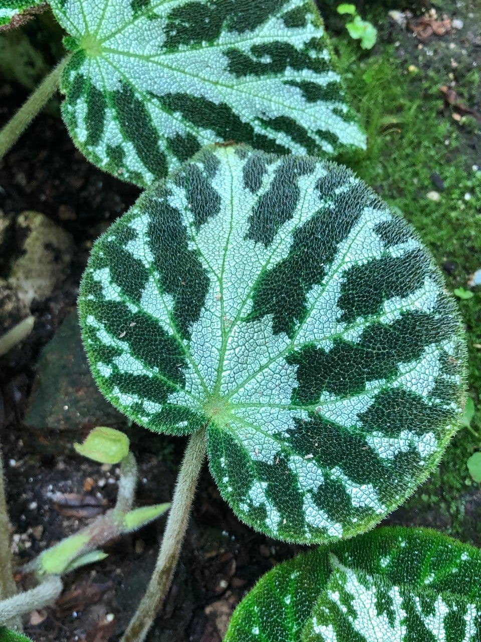 Begonia 8