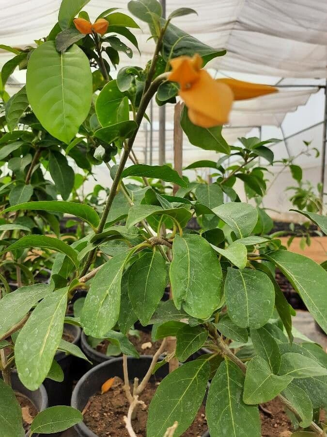 Juanulloa mexicana 8
