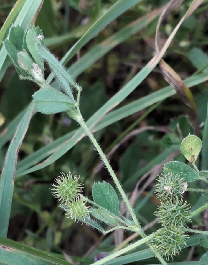 Erba medica minima 3