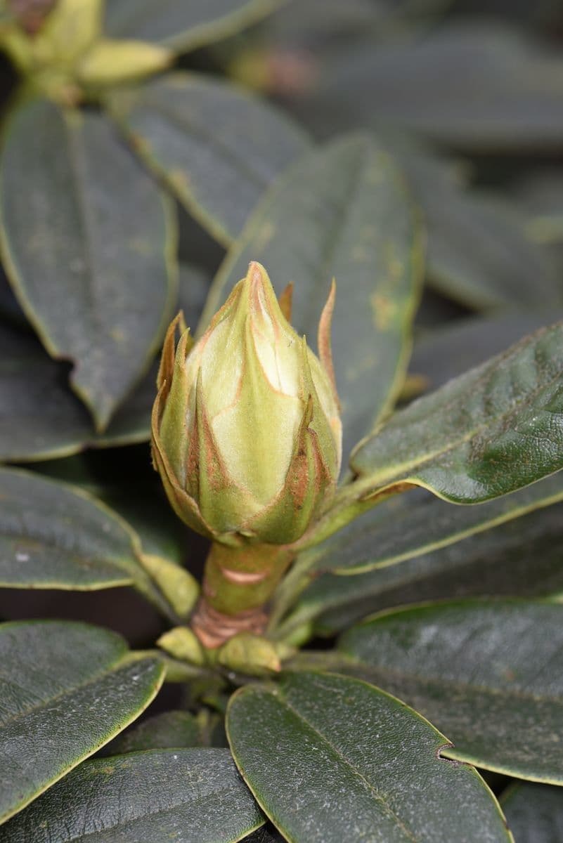 Rododendro 17
