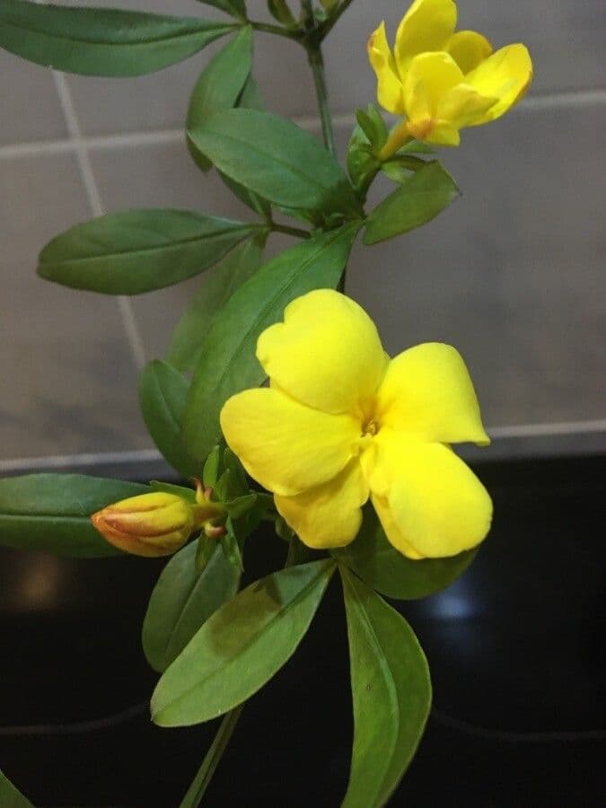 Winterjasmin 6