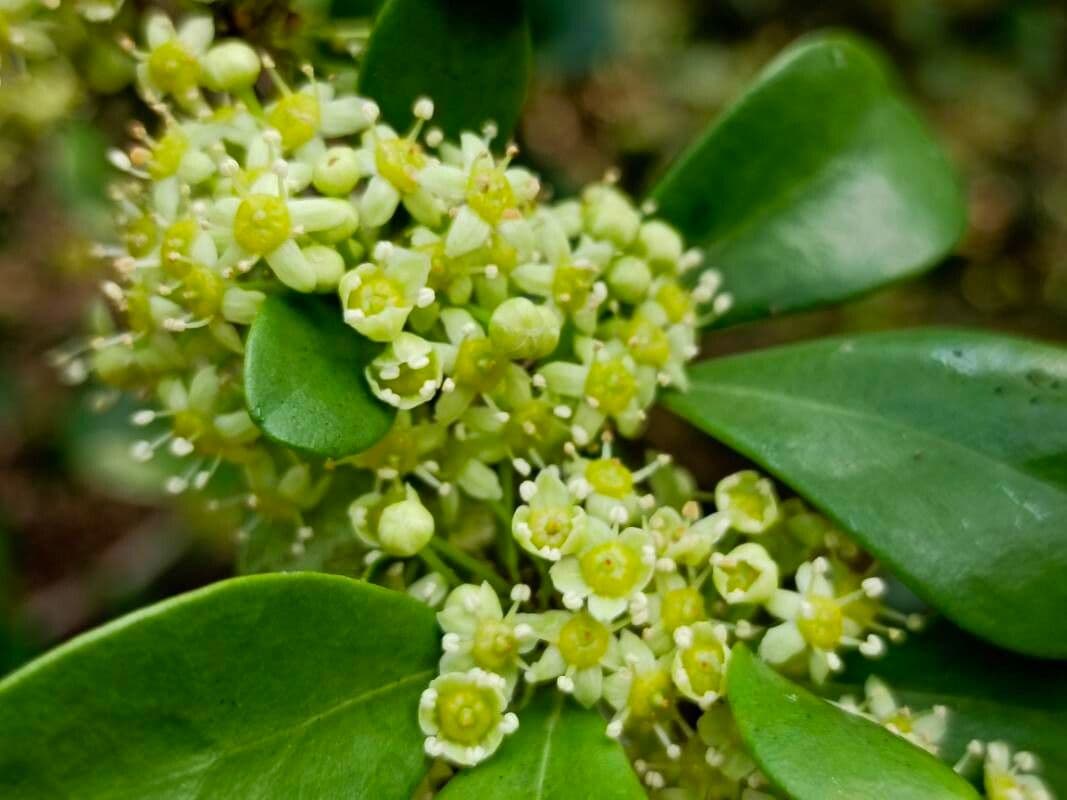 Emmenosperma 6