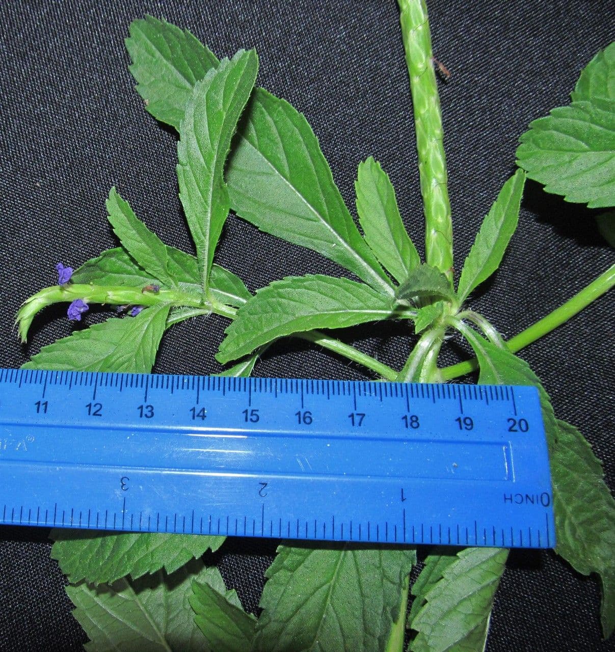Stachytarpheta 15