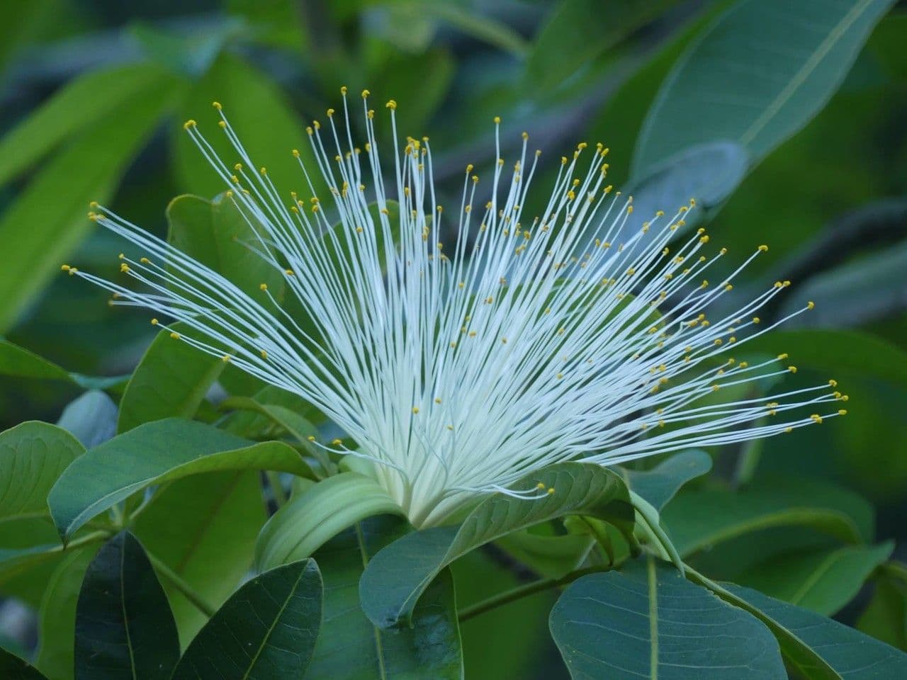 Pachira glabra 7