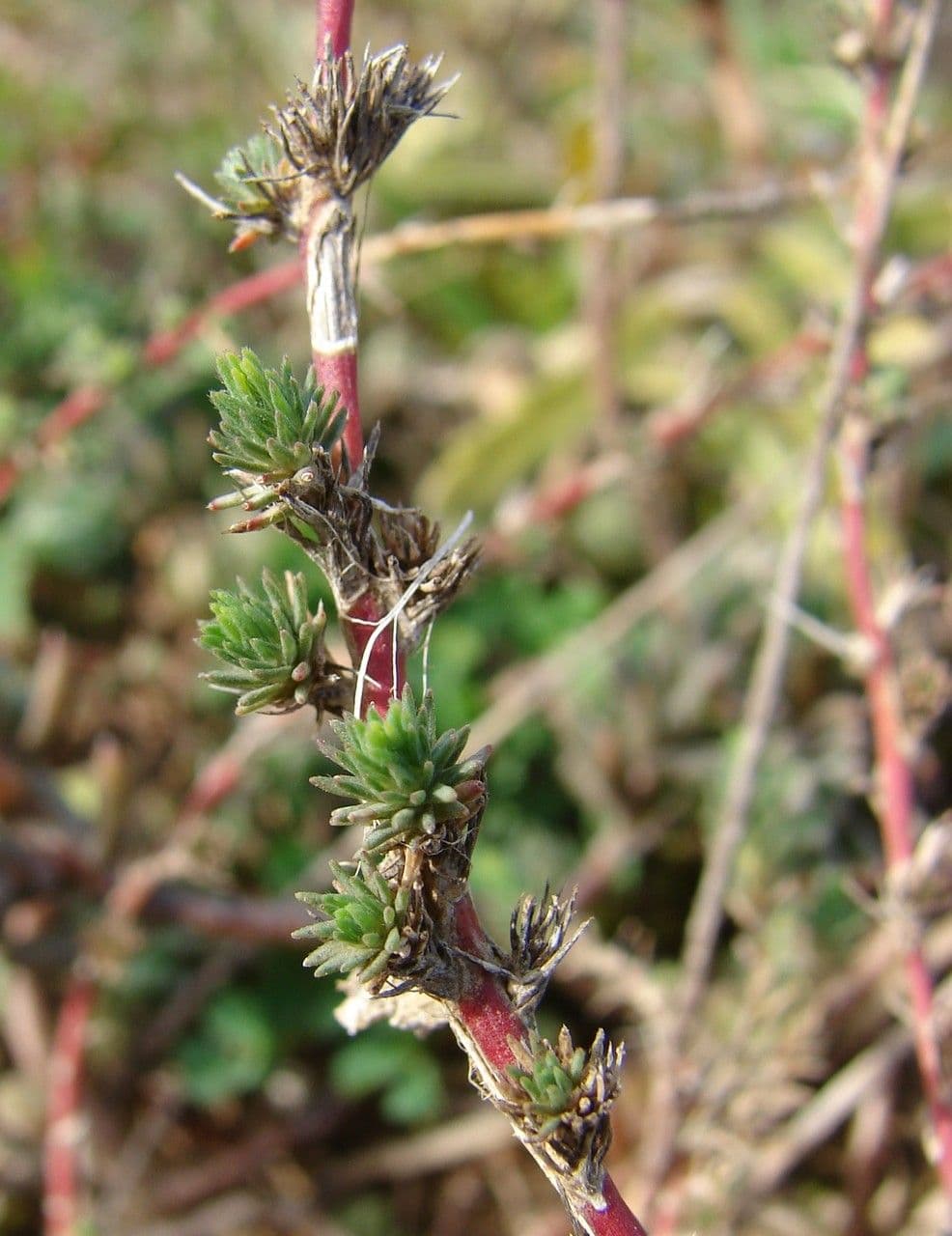 Camphorosma 29