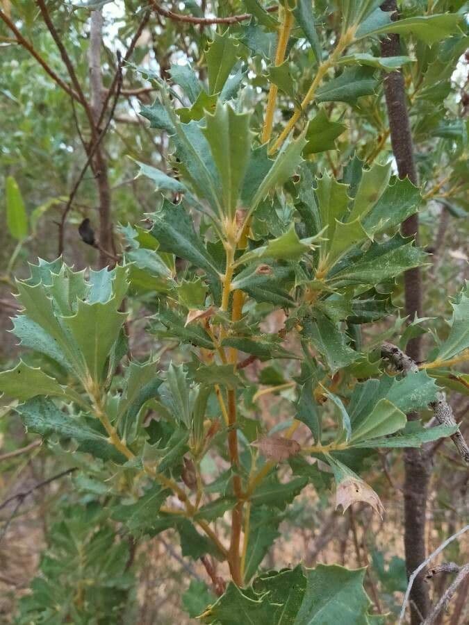 Banksia 14