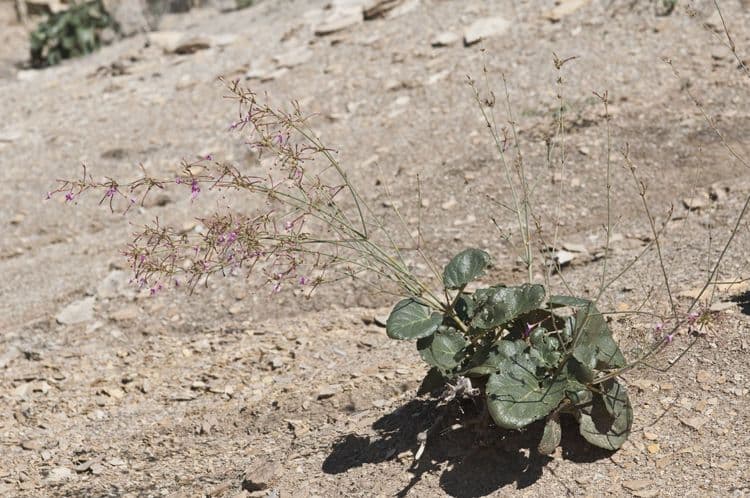 Anulocaulis leiosolenus 3