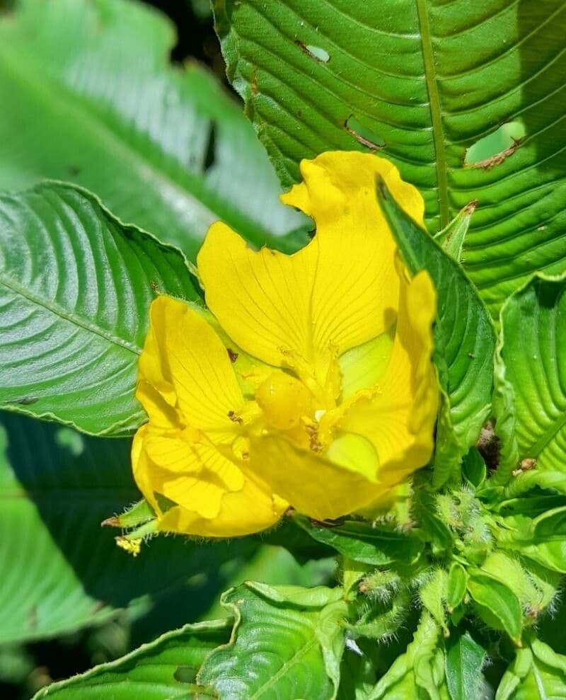 Ludwigia elegans 5