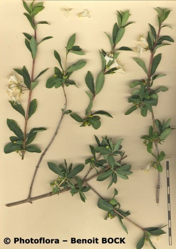 Caprifoglio pirenaico 27