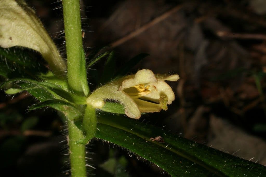 Triosteum 5