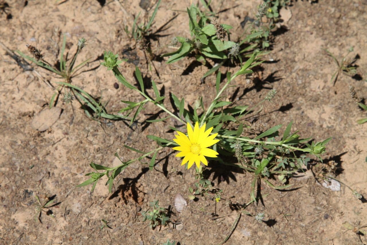 Xanthisma texaské 6