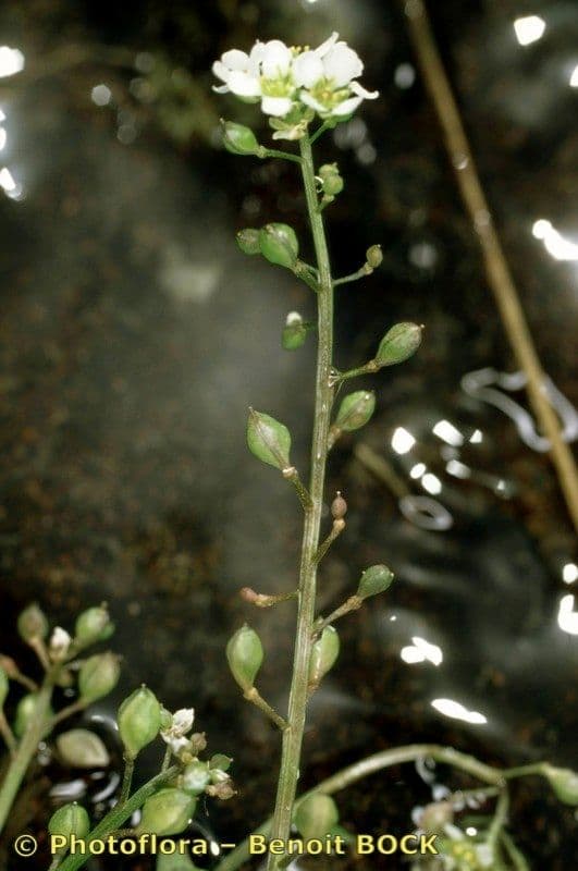 Cochlearia pyrenaica 15