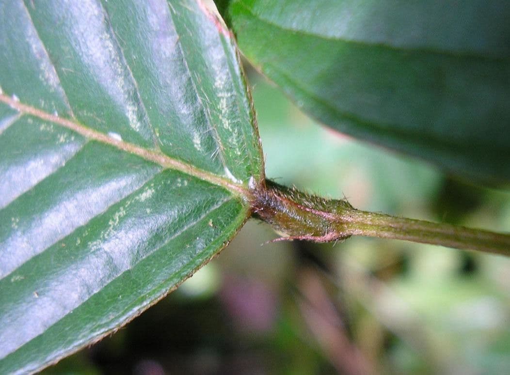 Macropsychanthus 17