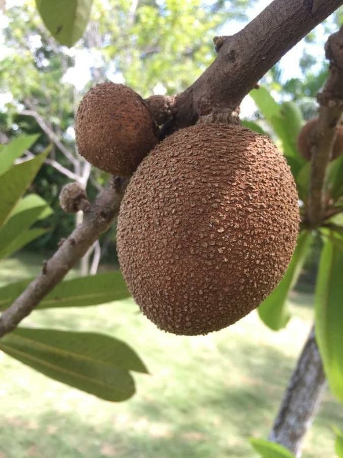Pouteria 5
