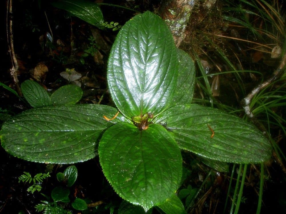 Coronanthera 5