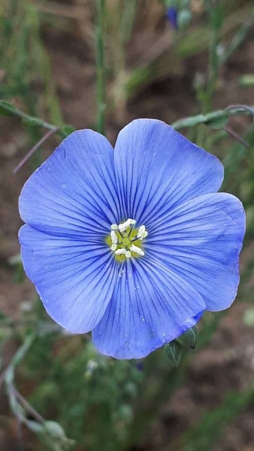 Linum leonii 9