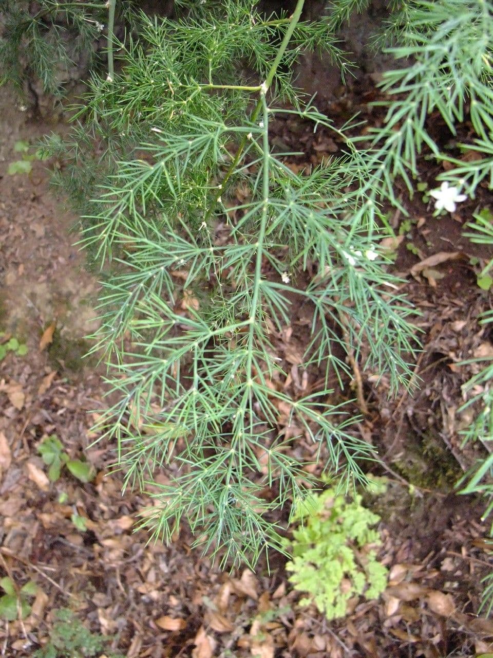 Doldiger Spargel 19