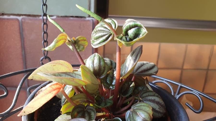 Peperomia a strisce bianche
