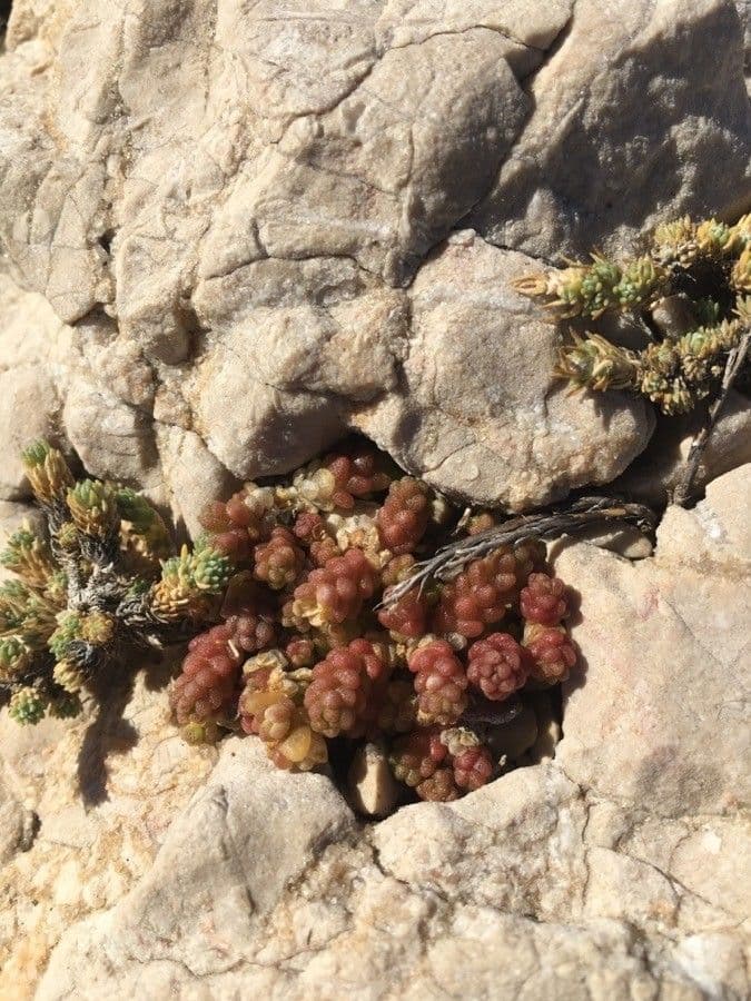 Sedum litorale 16