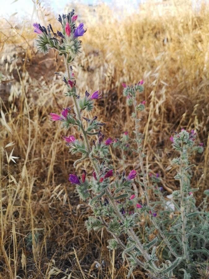 Echium humile 4