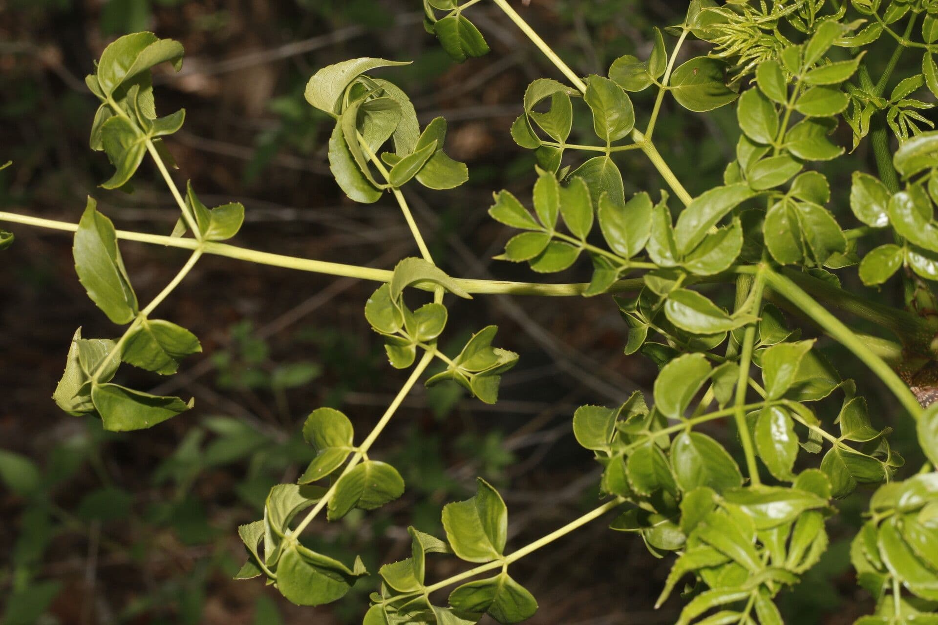 Aralia excelsa 6