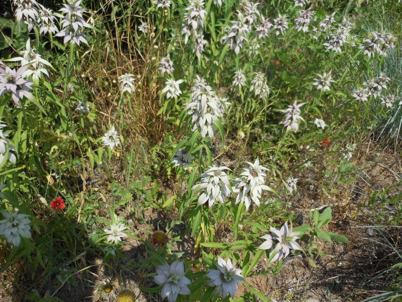 Gefleckte Monarde 8