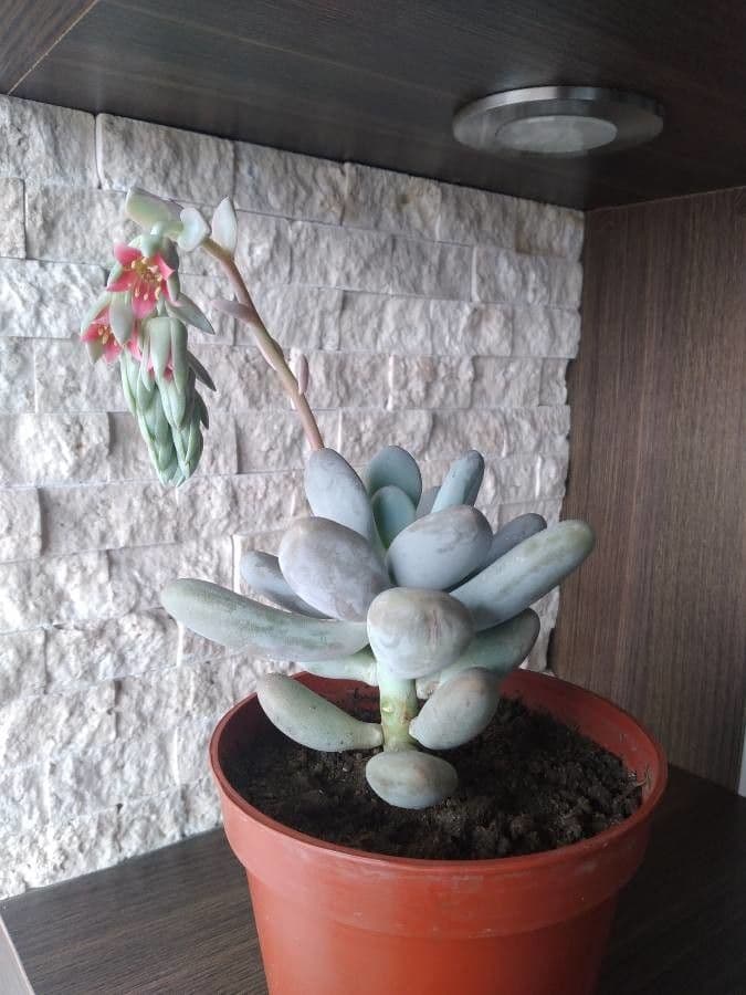 Pachyphytum 25