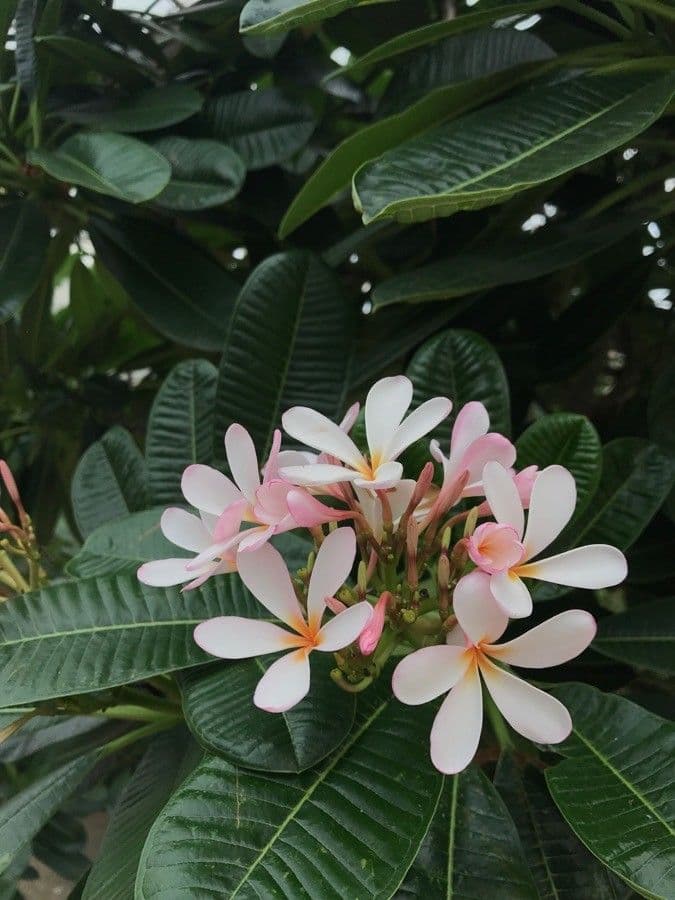 Frangipani 4