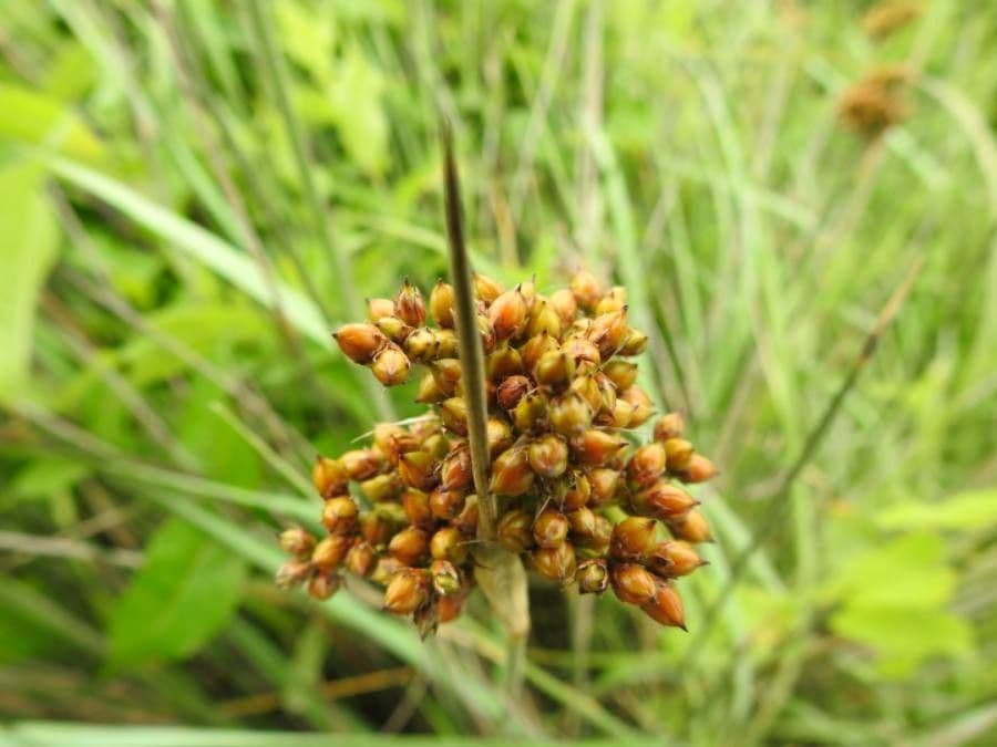 Stechende Binse 4