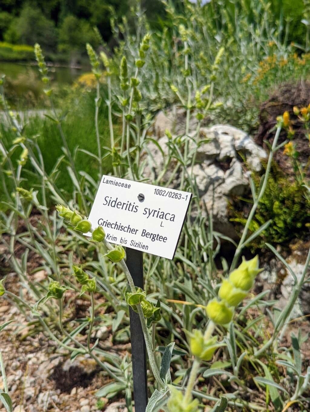Sideritis syriaca 22
