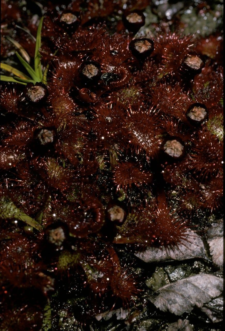 Drosera 4