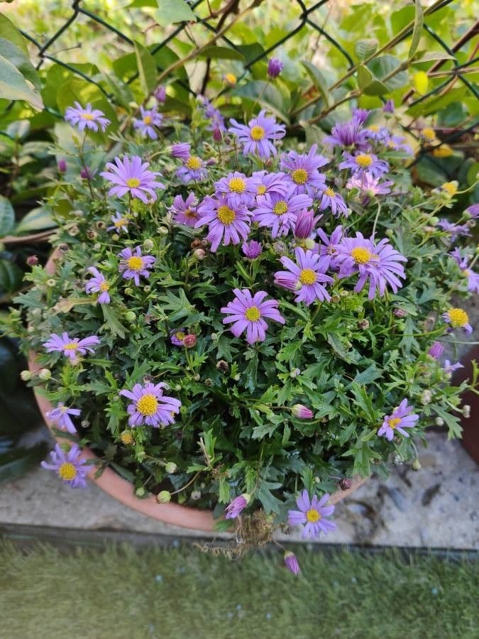 Brachyscome multifida 3