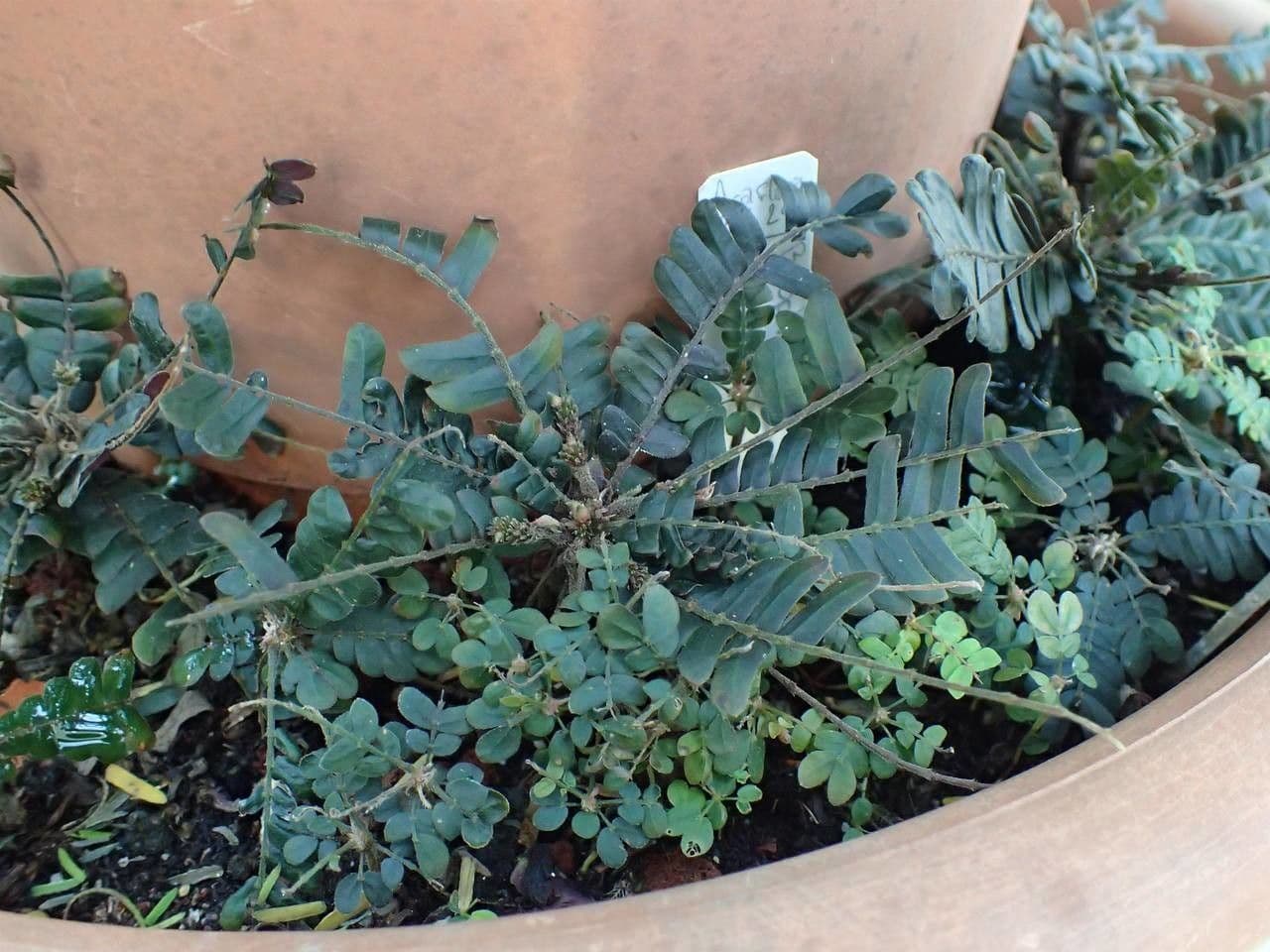 Biophytum 3