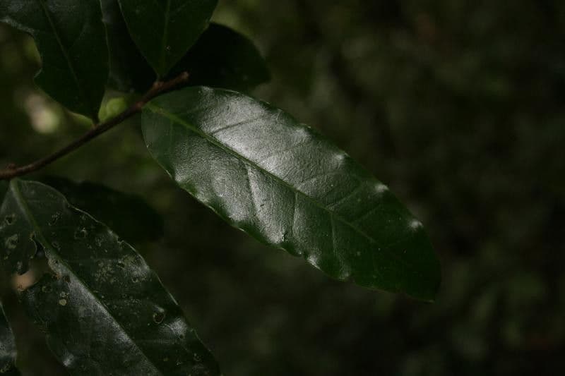 Brunfelsia 5