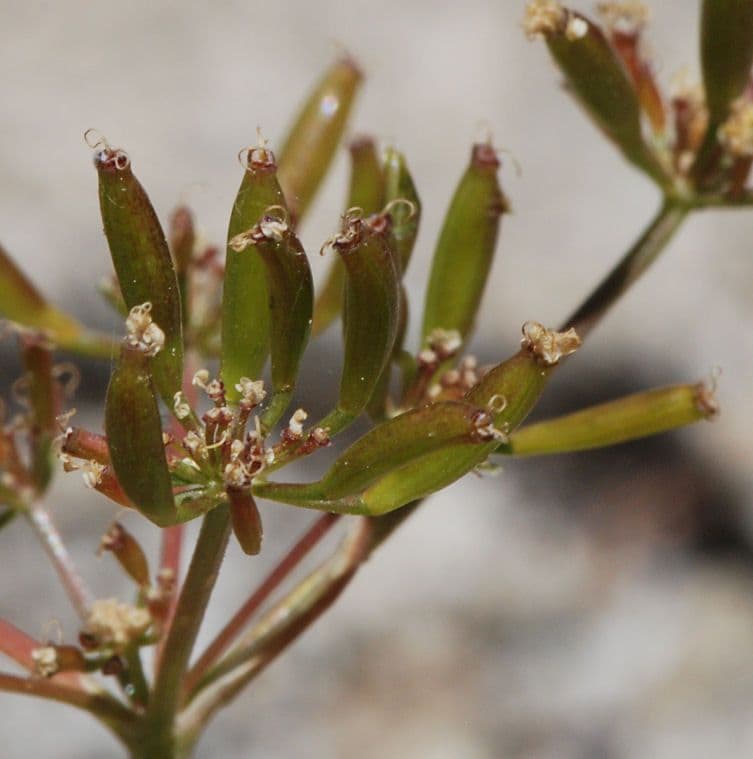 Lomatium 2