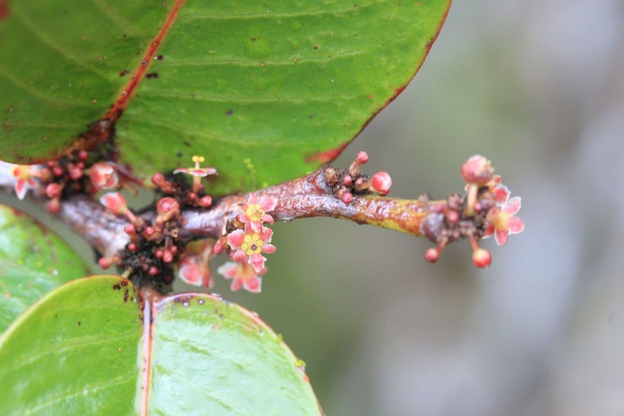 Phyllanthus phillyreifolius 28