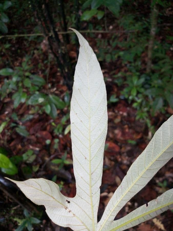 Pourouma bicolor 11