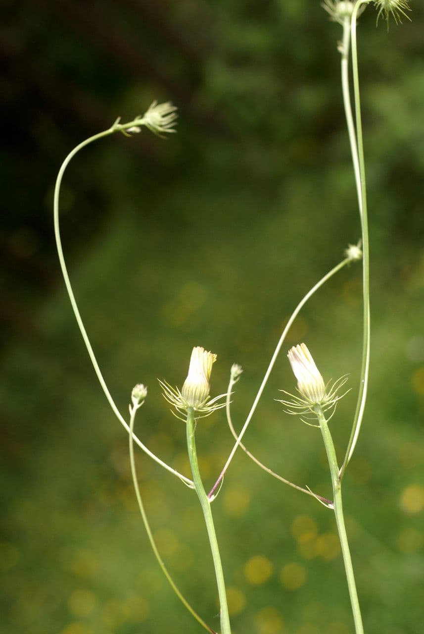 Tolpis 3