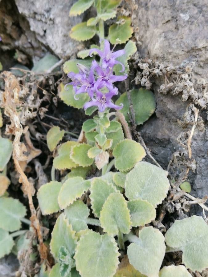Campanula 6