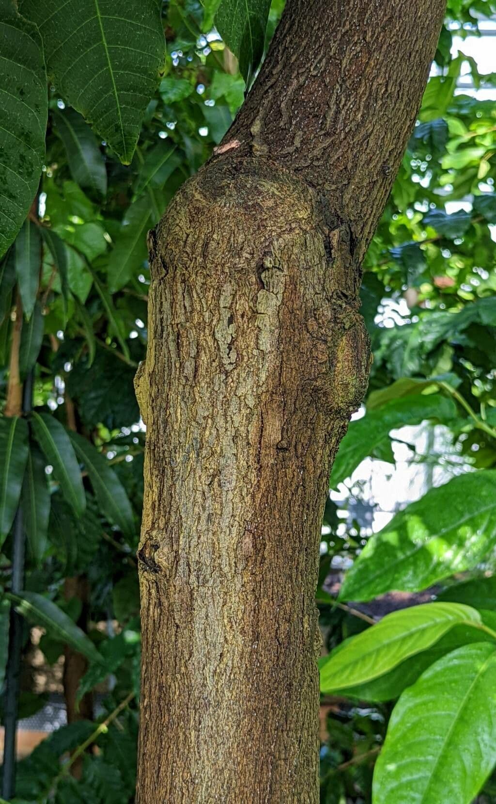 Anacardio 21