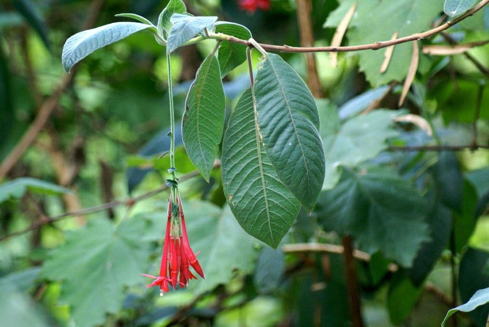 Fuchsien 11