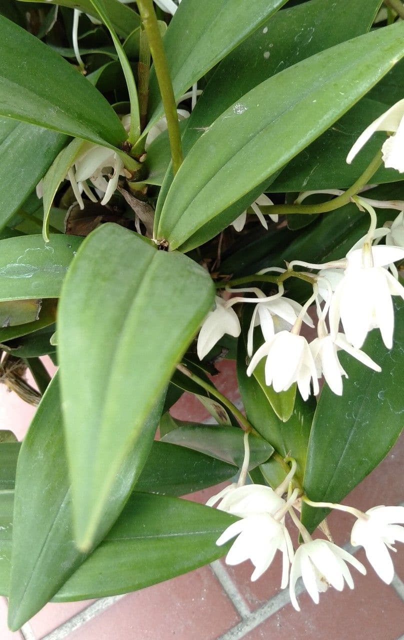 Dendrobium 13
