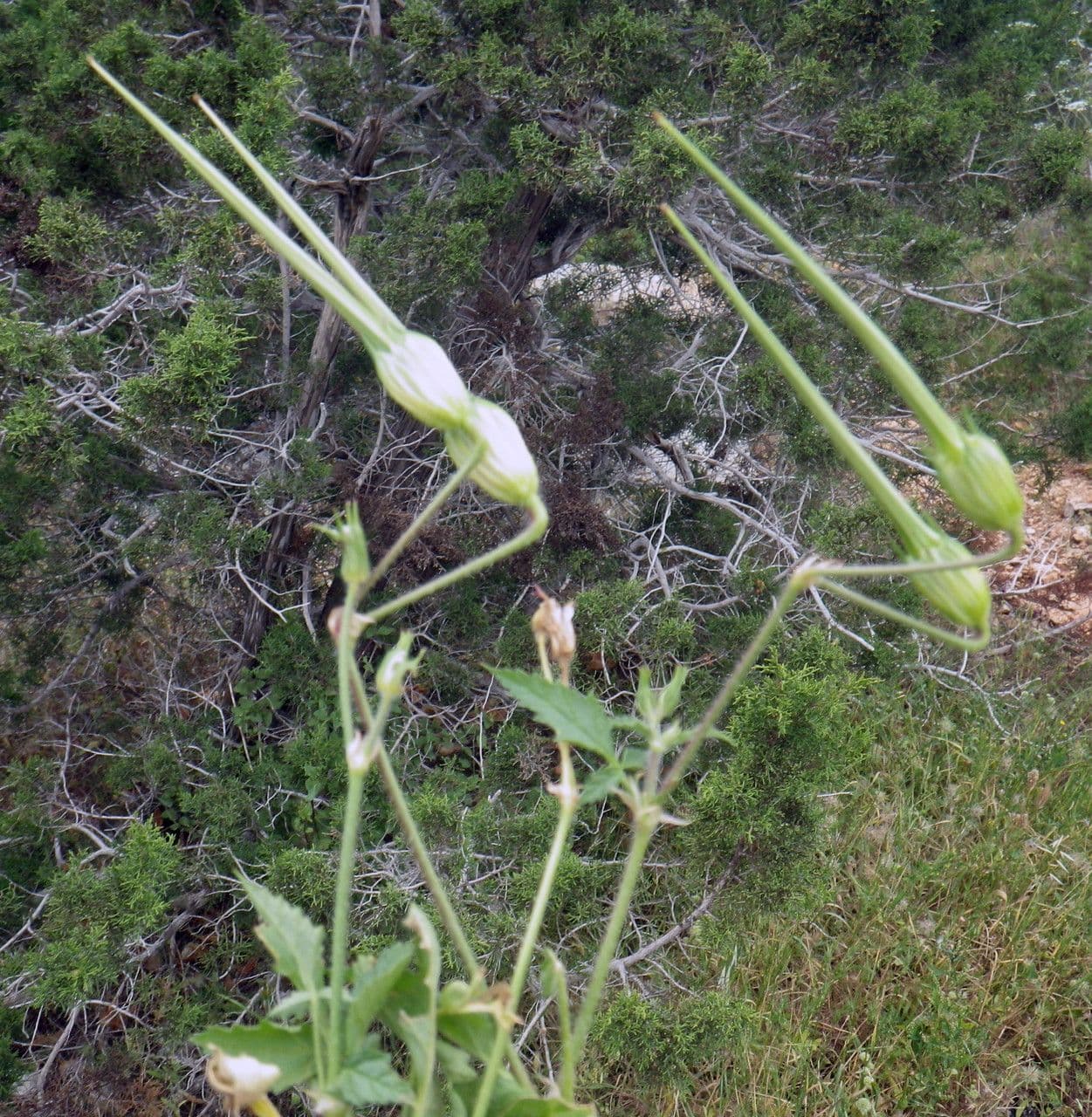 Kranichschnabel 14