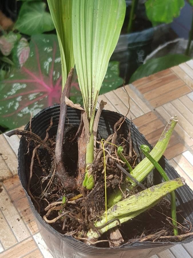 Coelogyne 15